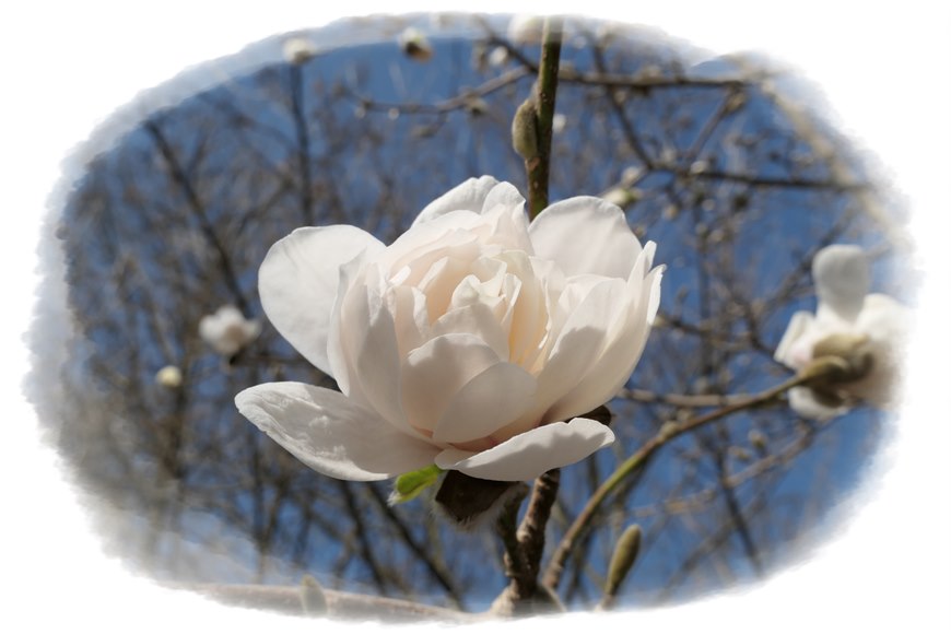 Magnolien in den Münchner Frühlingsgärten: Ein Muss für den Frühling im Süden